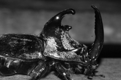 Trichogomphus bronchus