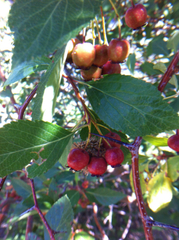 Crataegus rivularis