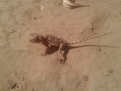 Agama armata