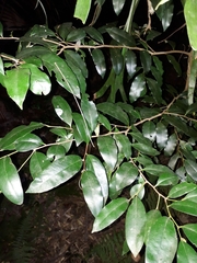 Mischocarpus pyriformis