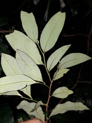 Mischocarpus pyriformis