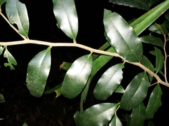 Mischocarpus pyriformis