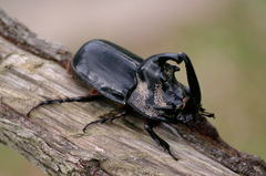 Trichogomphus bronchus