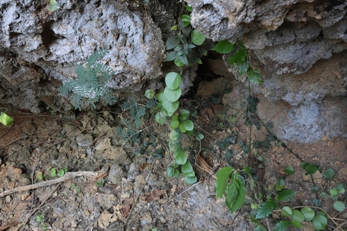 Image of Nephroia orbiculata by (c) 林正文, some rights reserved (CC BY)