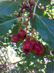 Crataegus rivularis
