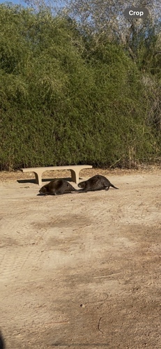 American Beaver photographed in Nevada