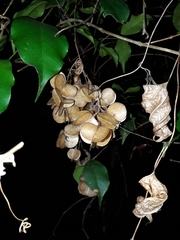 Dioscorea transversa