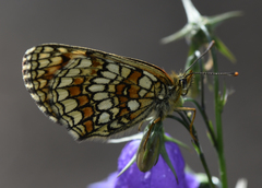 Melitaea parthenoides