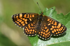 Melitaea parthenoides