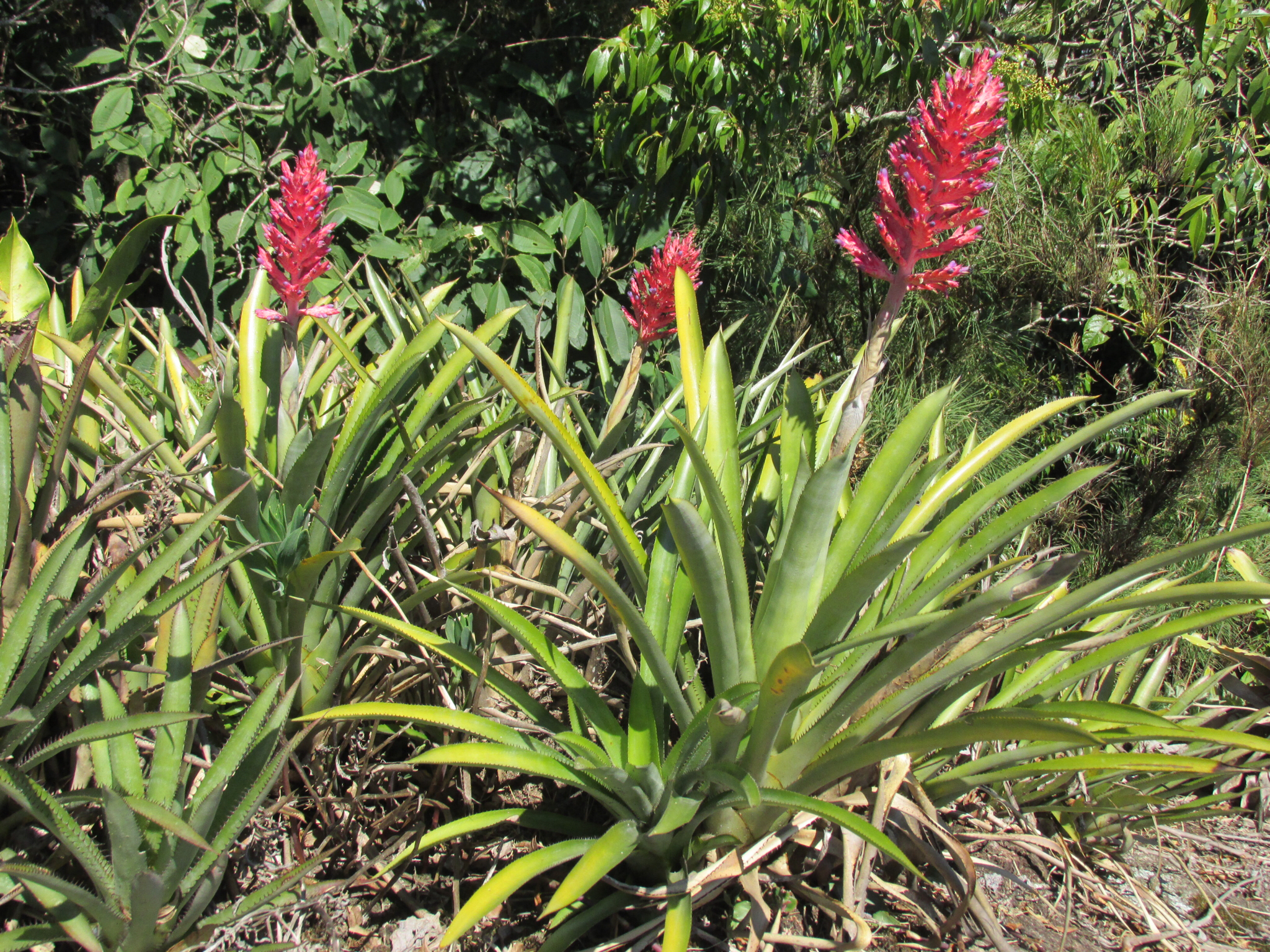 Aechmea distichantha