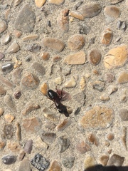 Camponotus barbaricus