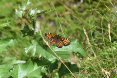 Melitaea parthenoides