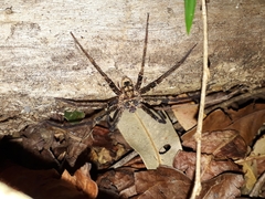 Heteropoda binnaburra