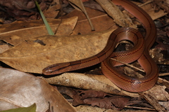 Oreocryptophis porphyraceus vaillanti
