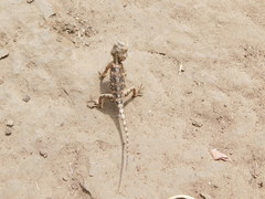 Agama armata