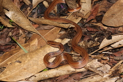 Oreocryptophis porphyraceus vaillanti