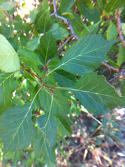 Crataegus rivularis