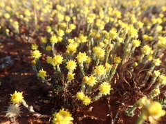 Hyalosperma