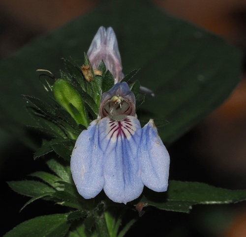 Justicia petiolaris, photograph 6