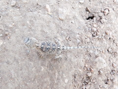 Agama armata