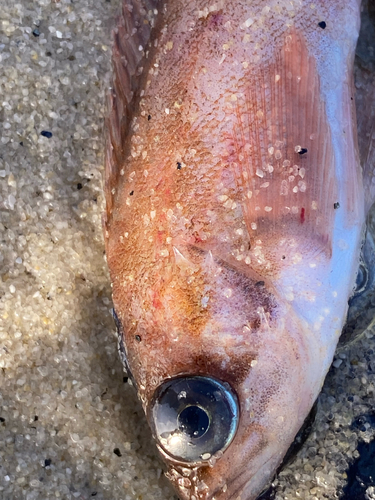 Pygmy rockfish (Sebastes wilsoni) — Sebastidae — 4