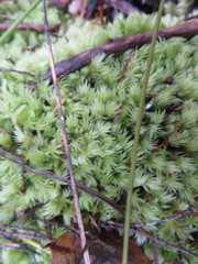 Leucobryum javense