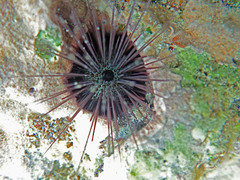 Echinostrephus