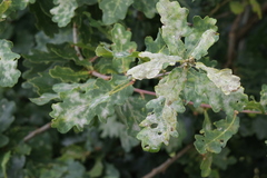 Quercus robur