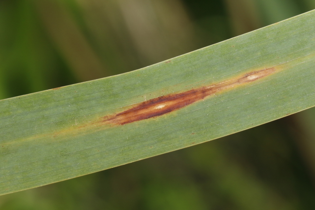 Colletotrichum typhae