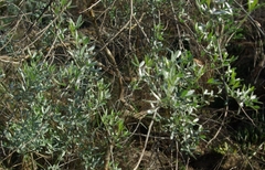 Calobota cytisoides