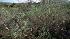 Calobota cytisoides