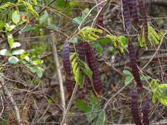 Albizia chinensis