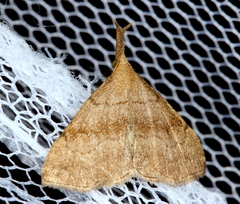 Phalaenostola metonalis