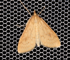 Ostrinia nubilalis