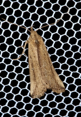 Macrochilo orciferalis