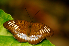 Adoliadini