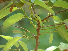Bridelia retusa