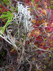 Cladonia stygia