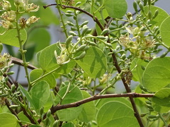 Bauhinia racemosa