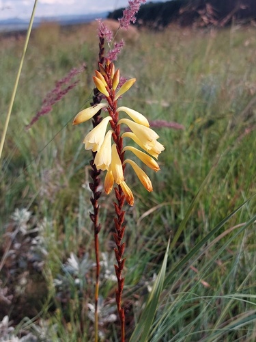 Watsonia watsonioides (Baker) Oberm.