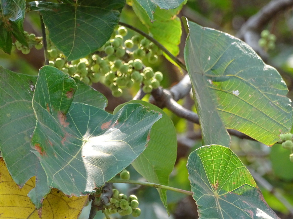Parasol leaf tree