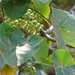 Macaranga peltata - Photo (c) Rujuta Vinod,  זכויות יוצרים חלקיות (CC BY-NC), הועלה על ידי Rujuta Vinod