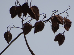 Erinocarpus nimmonii