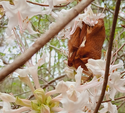 Eastern Red Bat photographed in Alabama
