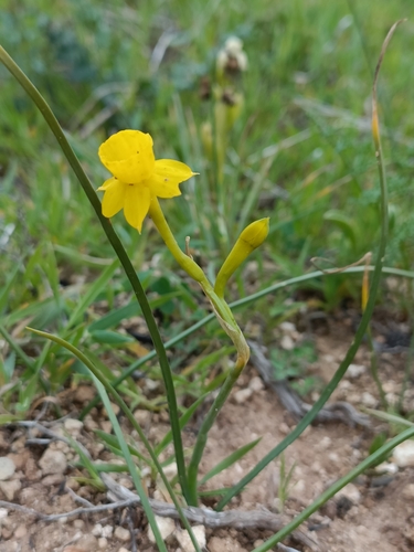 Image of Narcissus gaditanus by no rights reserved