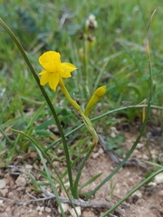 Narcissus gaditanus, photograph author not stated, no rights reserved