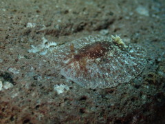 Carminodoris flammea