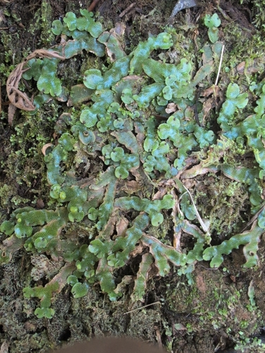 Marchantia chenopoda observed 2025-04-03