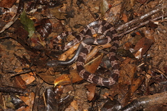 Lycodon septentrionalis