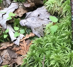 Renia flavipunctalis